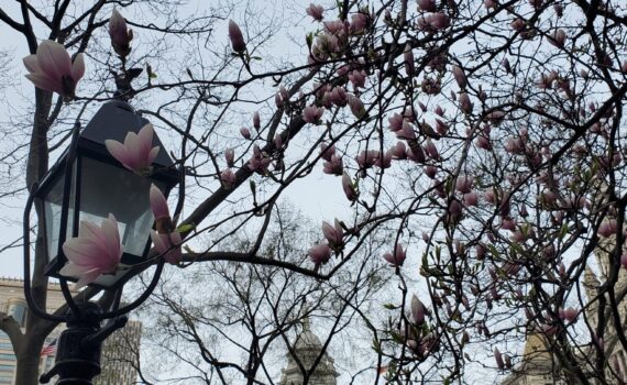 Blooming Magnolia Trees in Front of New York City Hall