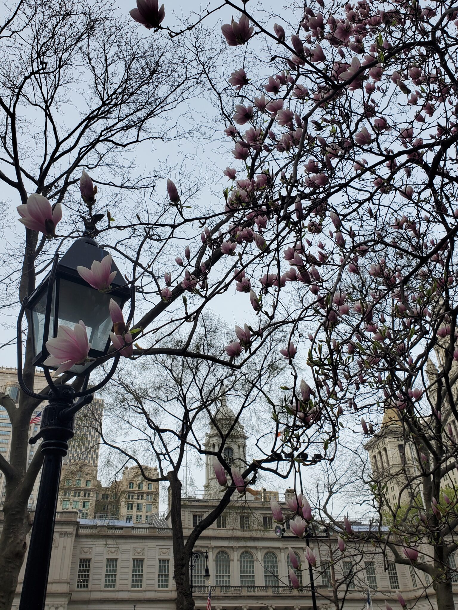 Blooming Magnolia Trees in Front of New York City Hall